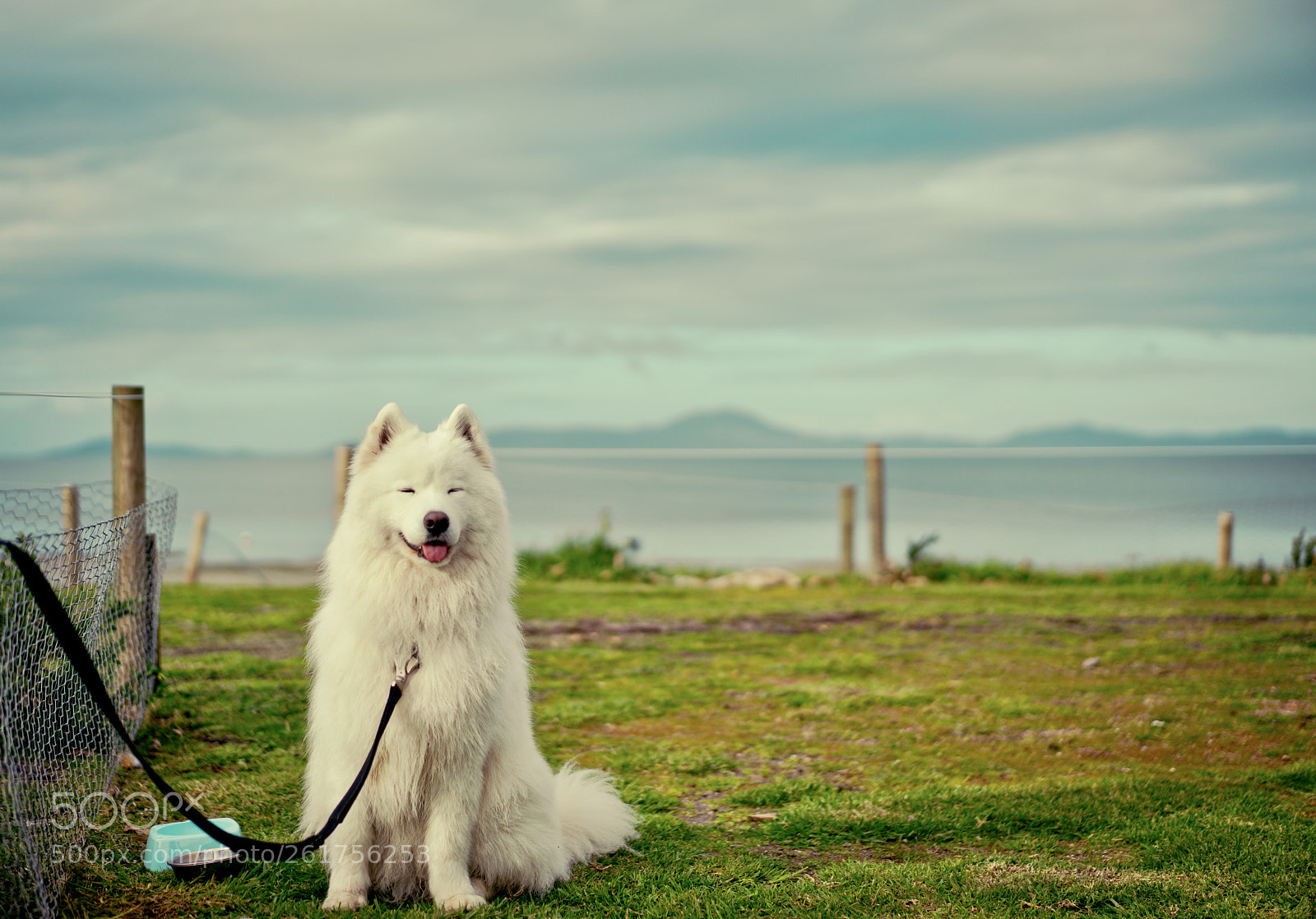 Sony a7R II sample photo. “japanese style” samoyed photography