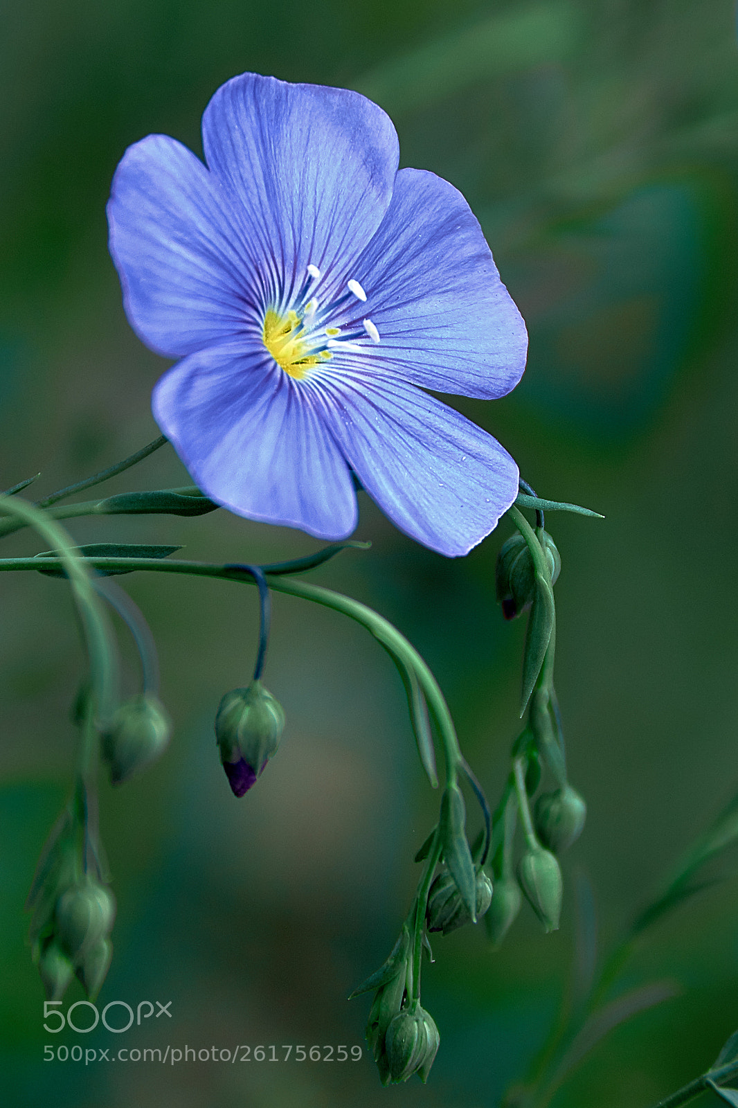 Nikon D5100 sample photo. Green and blue photography