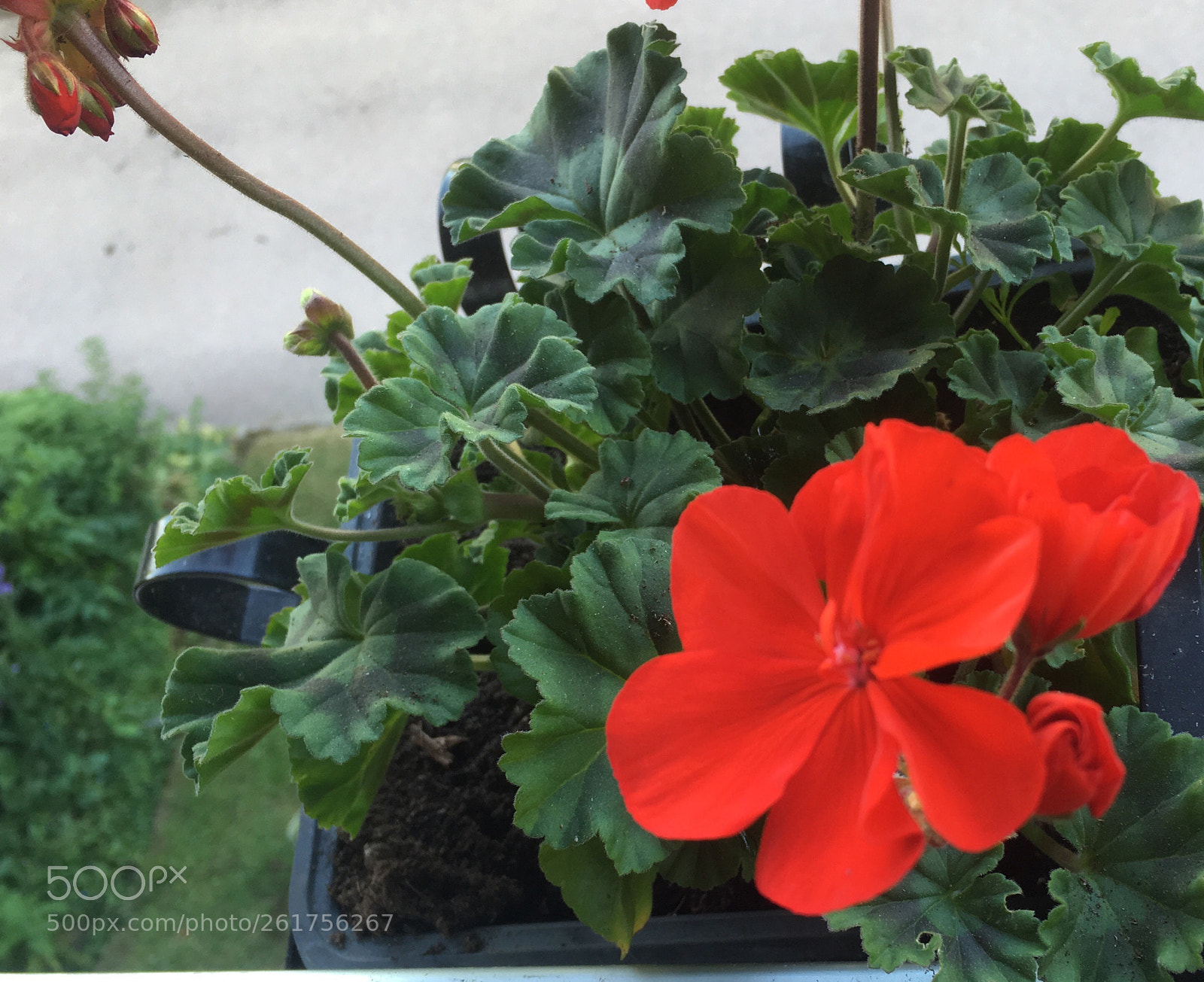 Apple iPhone SE sample photo. Pelargonium on balcony photography