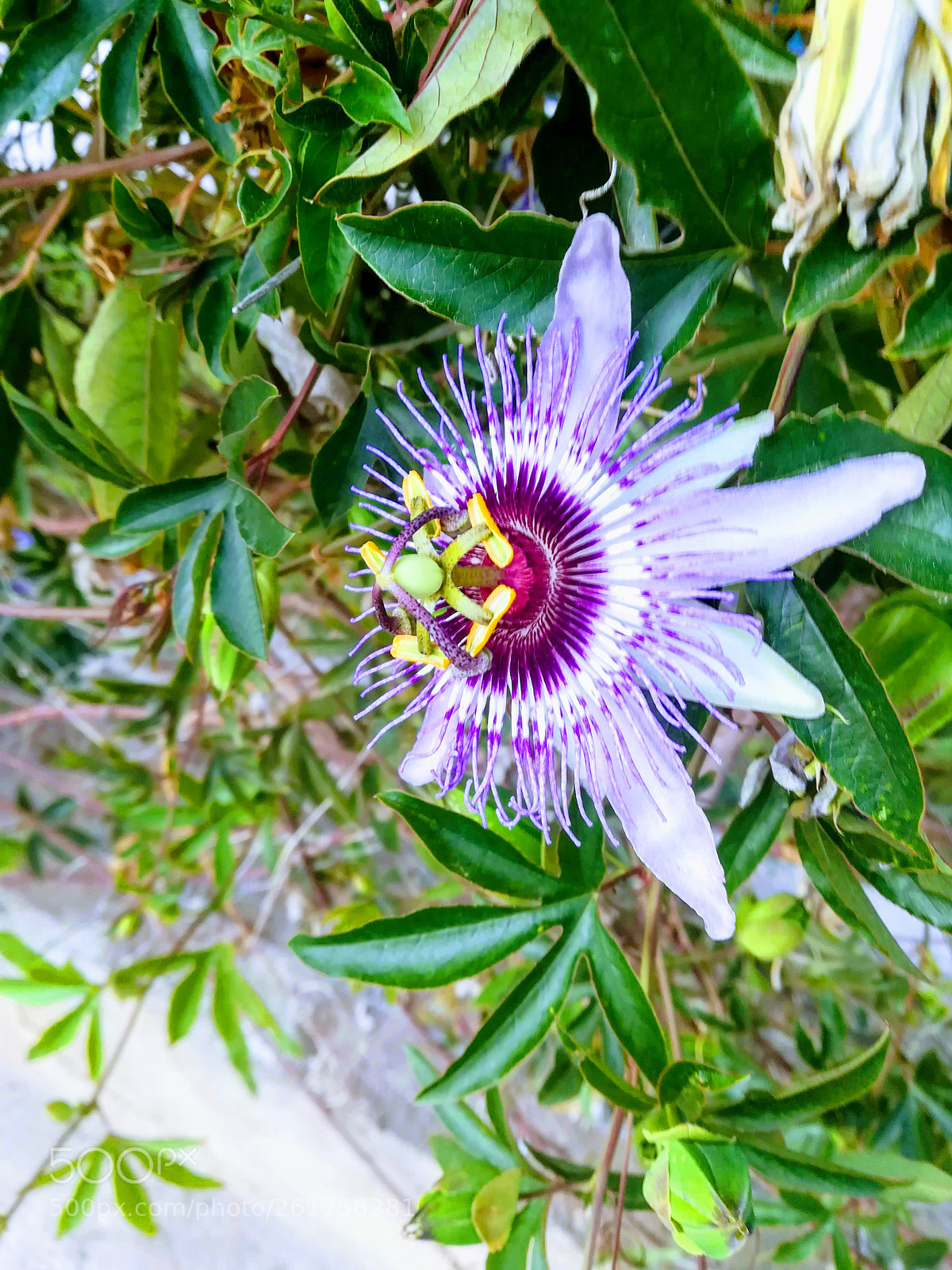 HUAWEI P10 lite sample photo. Untitled photography