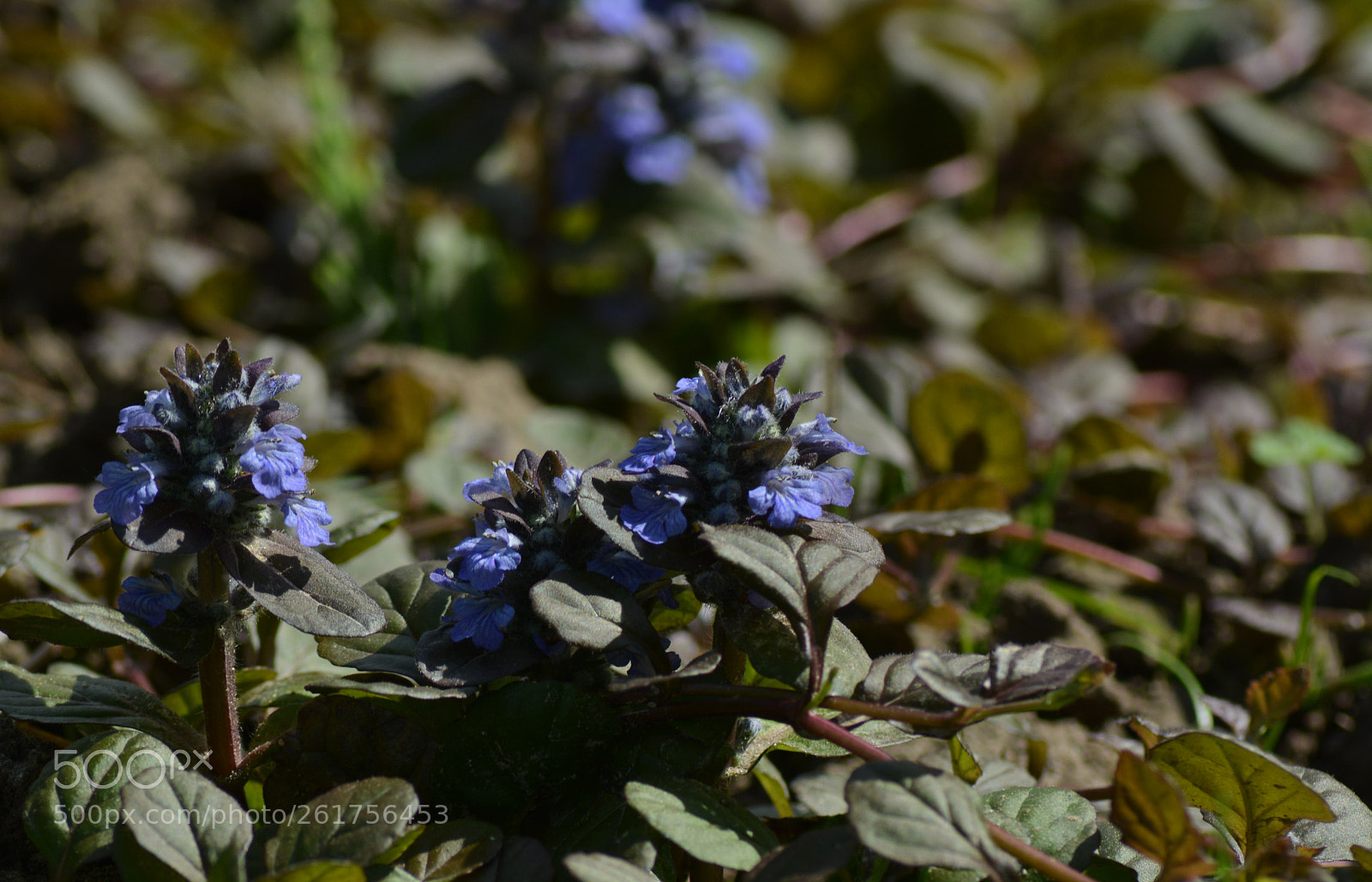 Nikon D5200 sample photo. D br wka roz photography