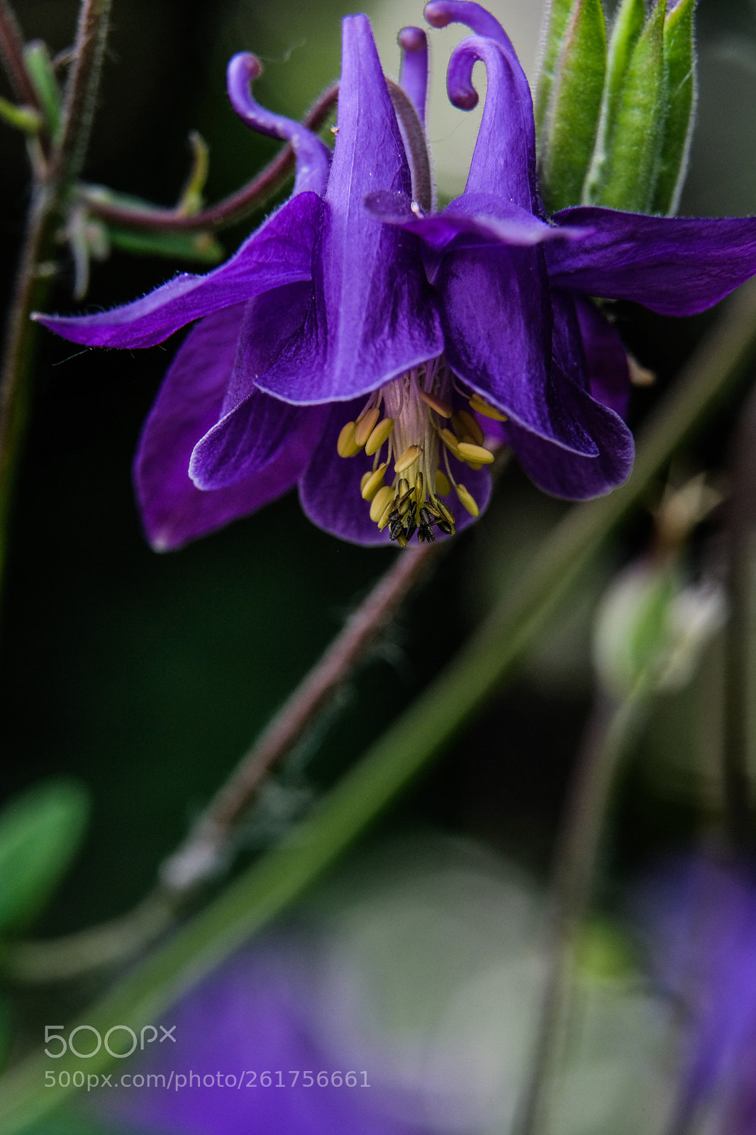 Fujifilm X-T2 sample photo. Flower photography
