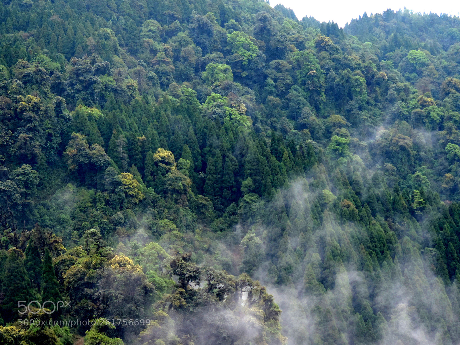 Nikon Coolpix P520 sample photo. Neora valley national park photography