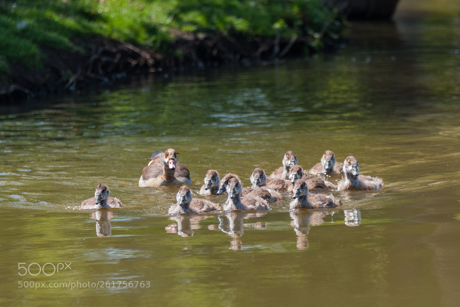 Nikon D750 sample photo. Out for a swim photography