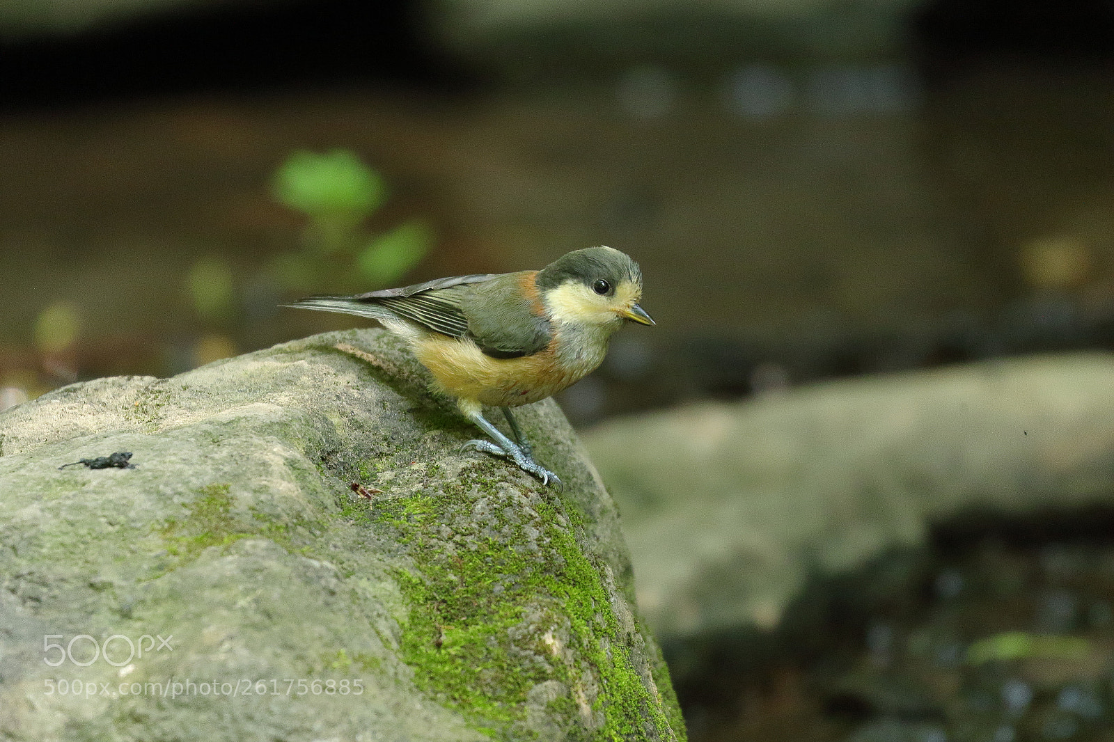 Canon EOS 7D Mark II sample photo. ヤマガラ 5792 photography