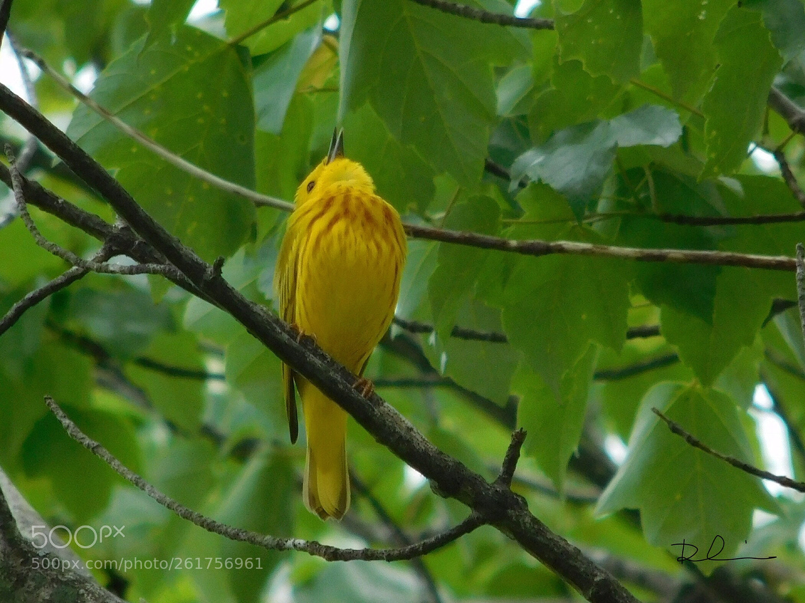 Nikon Coolpix L840 sample photo. Yellow warbler photography