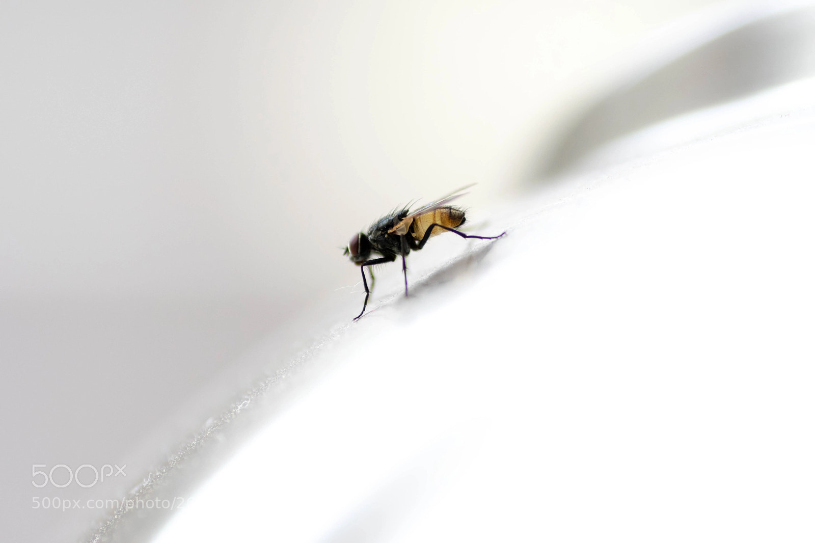 Nikon D5300 sample photo. Fly on the wall.. photography