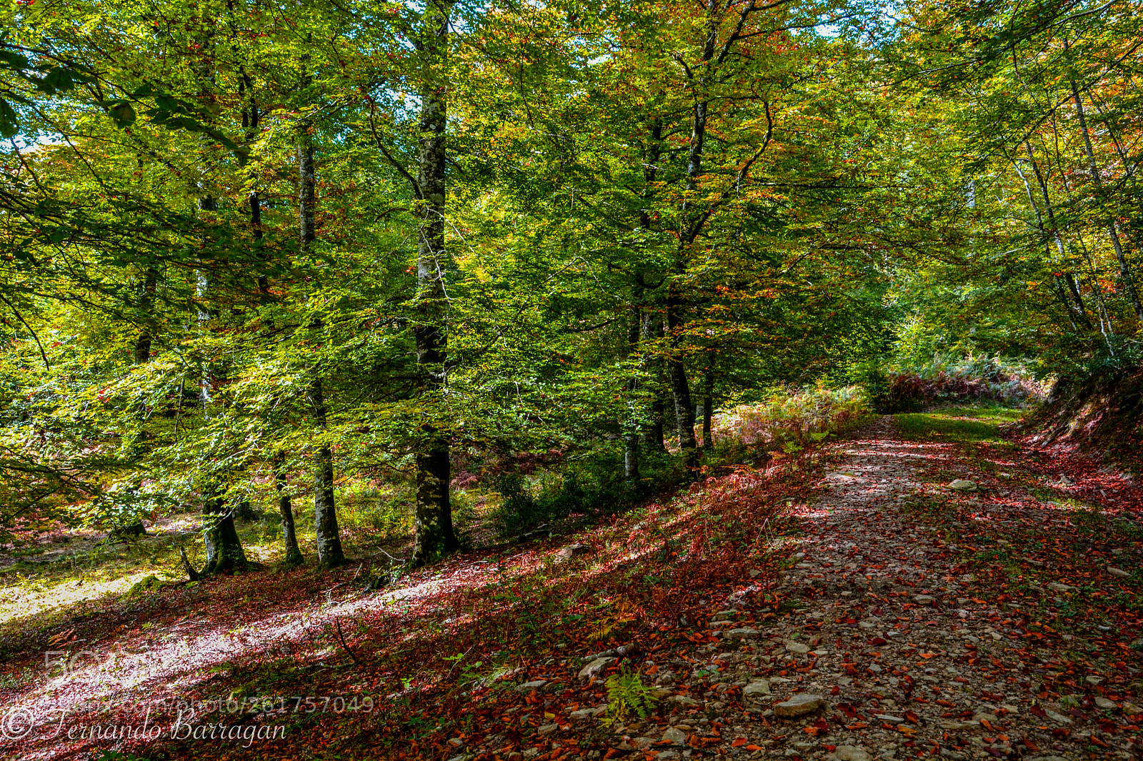Nikon D7100 sample photo. Irati bosque camino photography