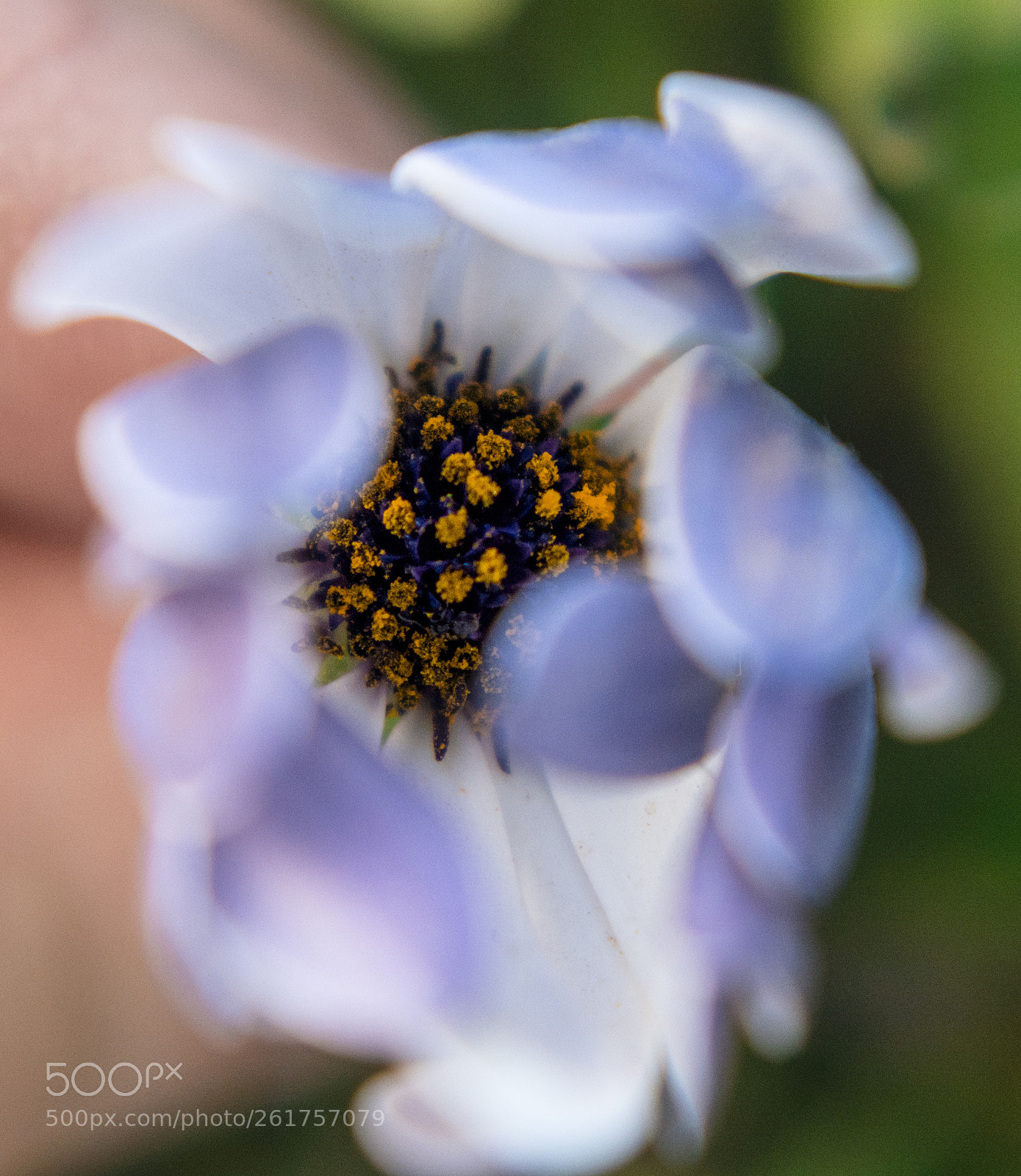 Nikon D7100 sample photo. Hidden beauty of spring photography