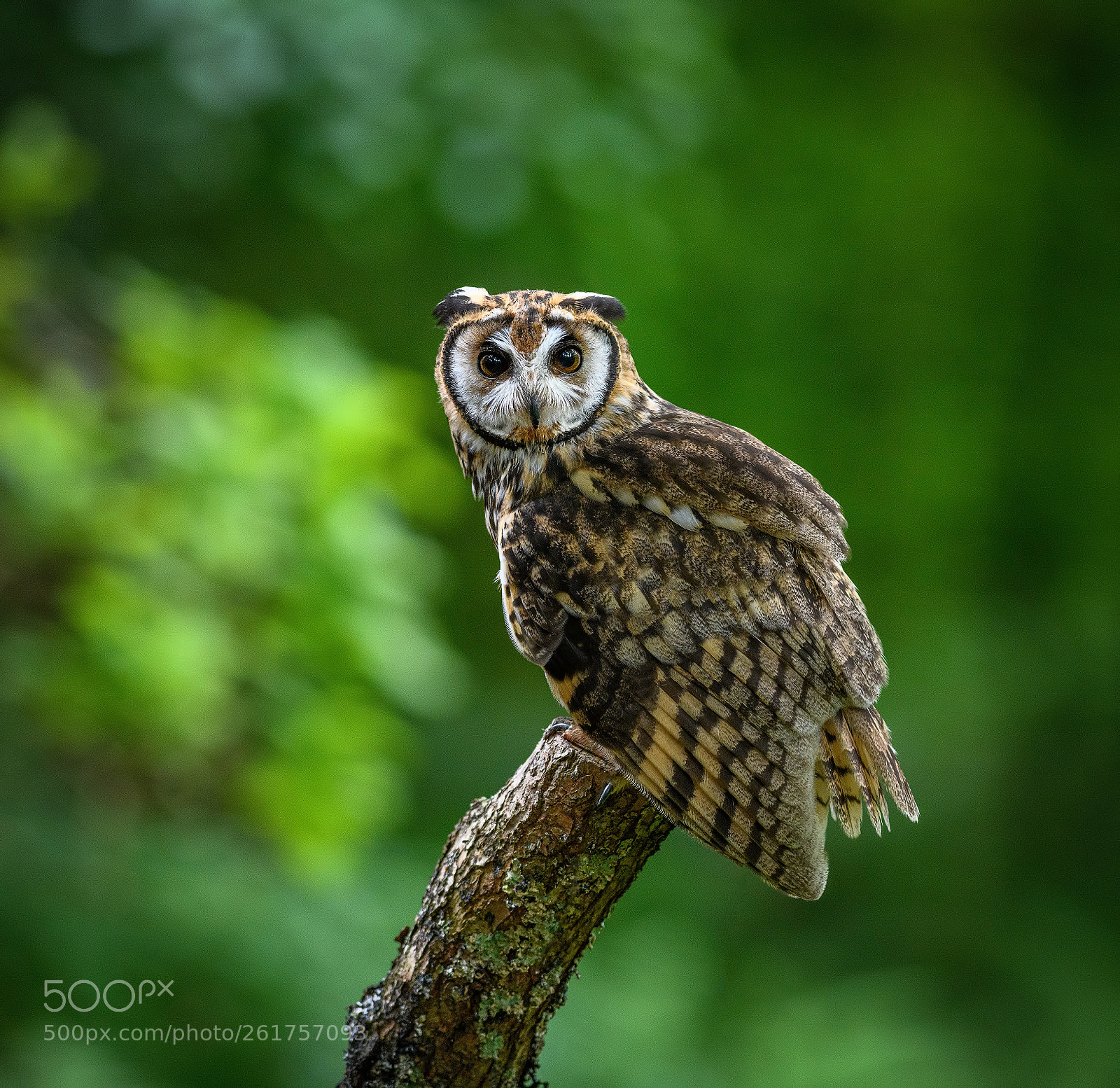 Nikon D850 sample photo. Mexican striped owl portrait photography