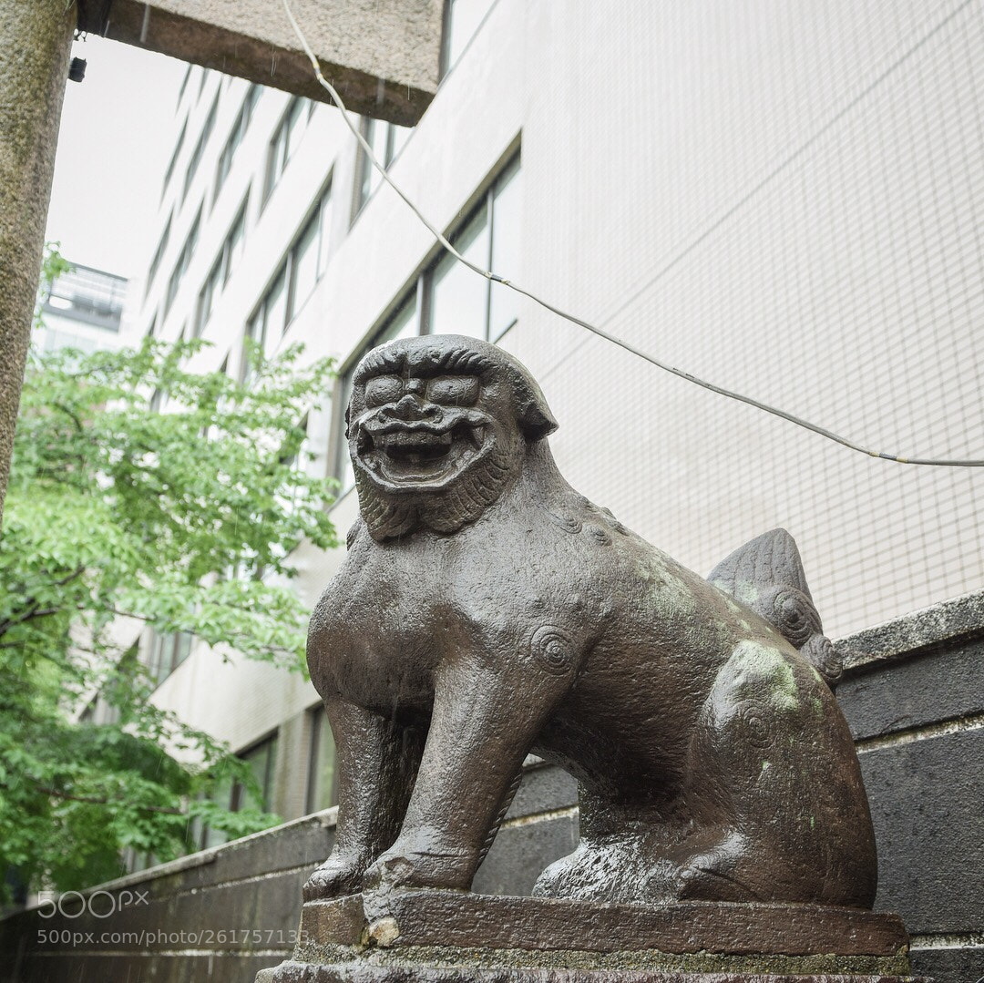 Nikon D810 sample photo. #146 photography