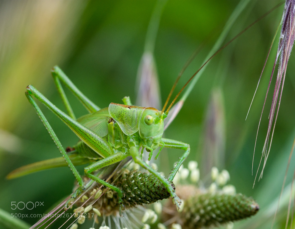Nikon D7200 sample photo. Tettigonia viridissima photography