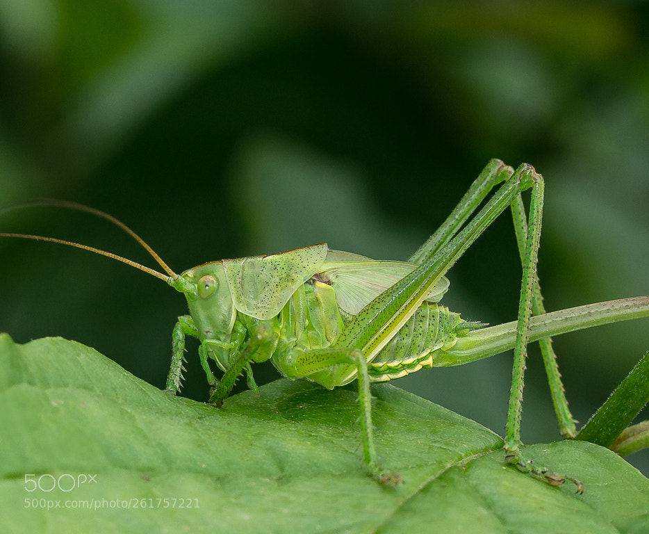 Nikon D7200 sample photo. Tettigonia viridissima photography