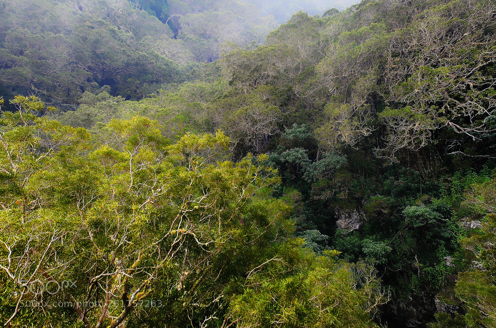 Nikon D7000 sample photo. Forest of maido photography