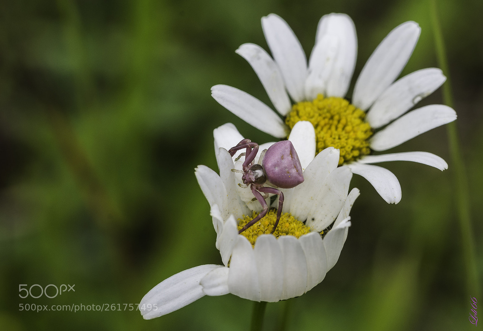Nikon D7200 sample photo. La vida en rosa photography