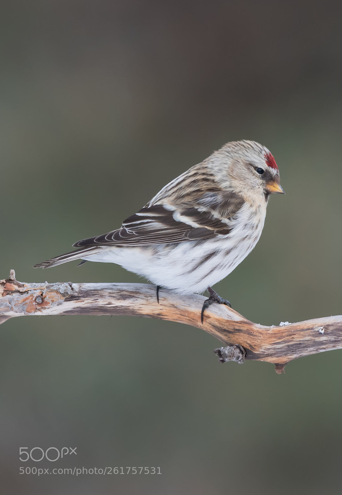 Nikon D5 sample photo. Redpoll photography