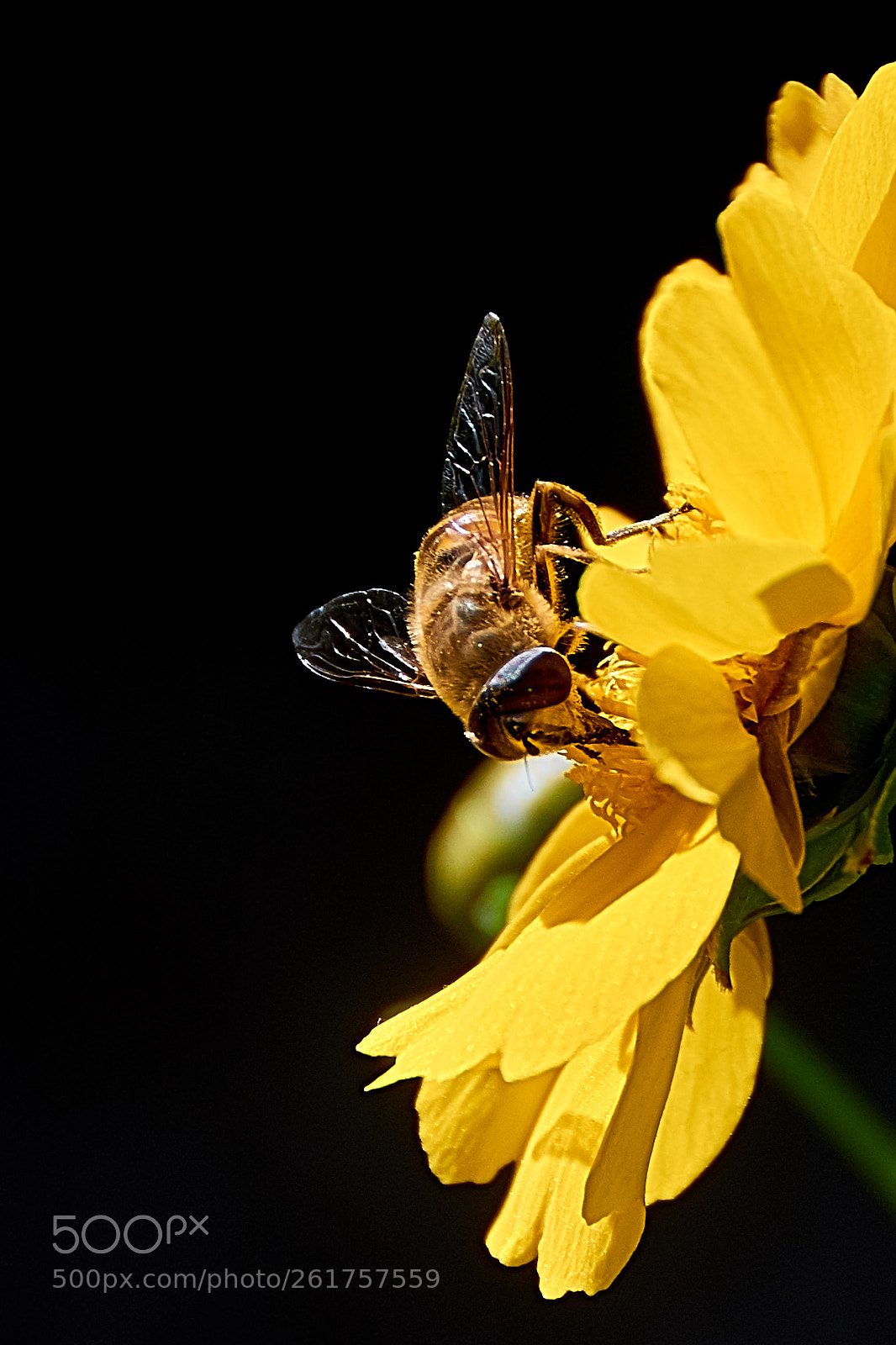 Nikon D5100 sample photo. Bee maya on flower photography