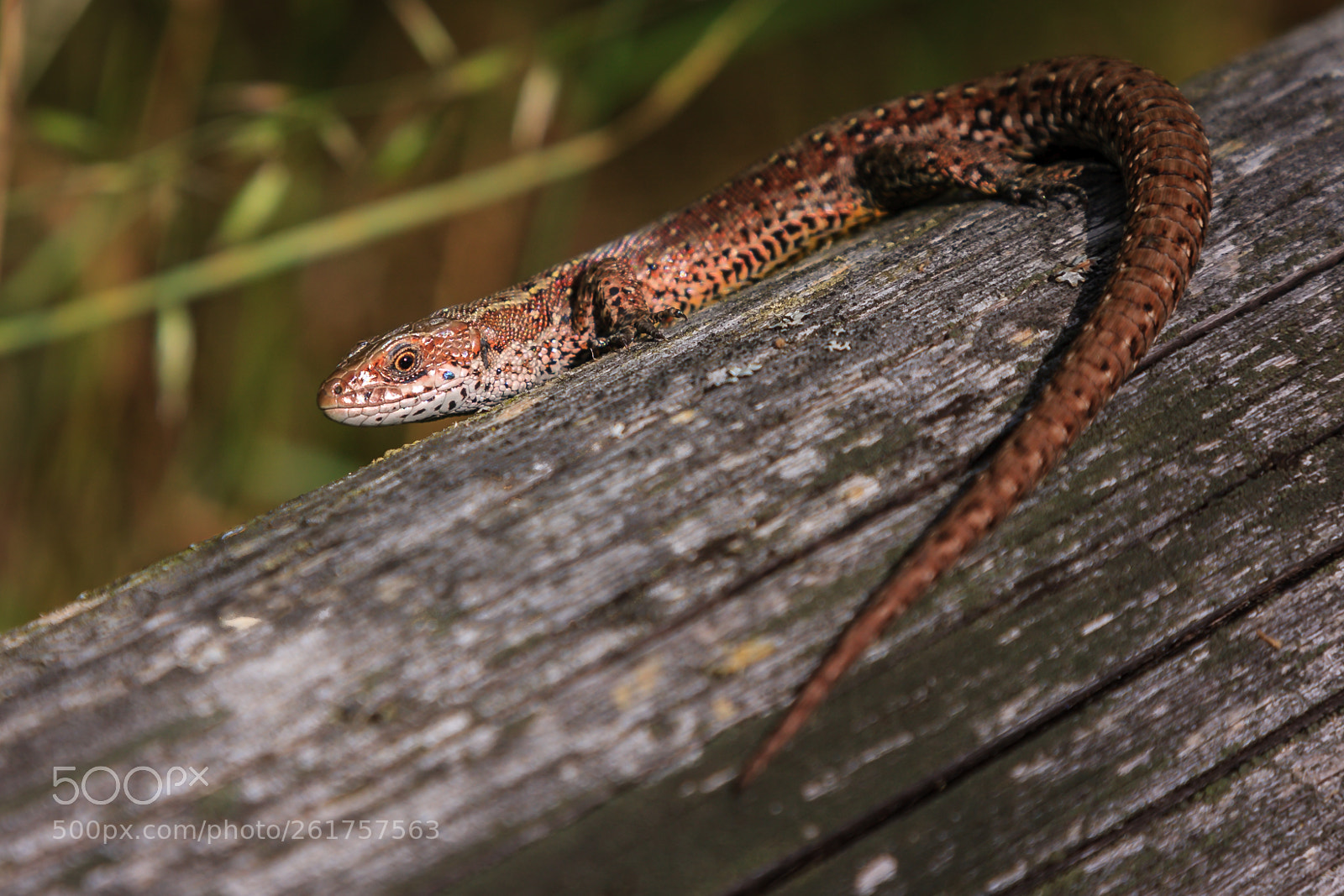 Canon EOS 40D sample photo. A lizard waiting for photography