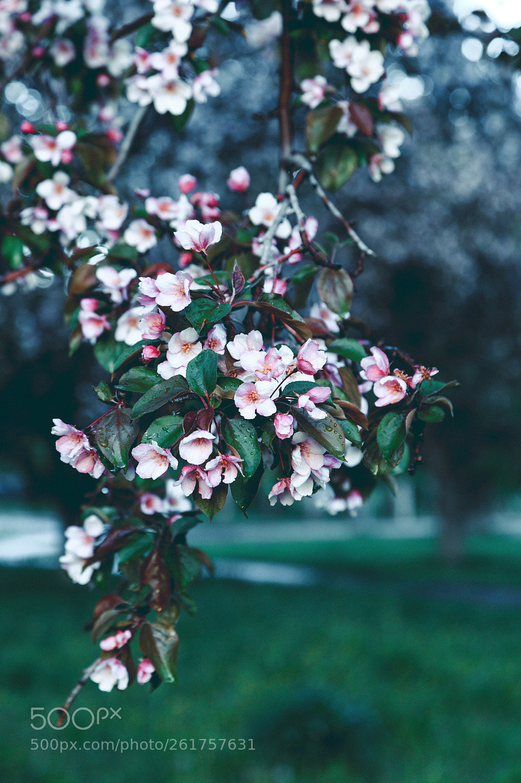 Canon EOS 6D sample photo. After rain photography