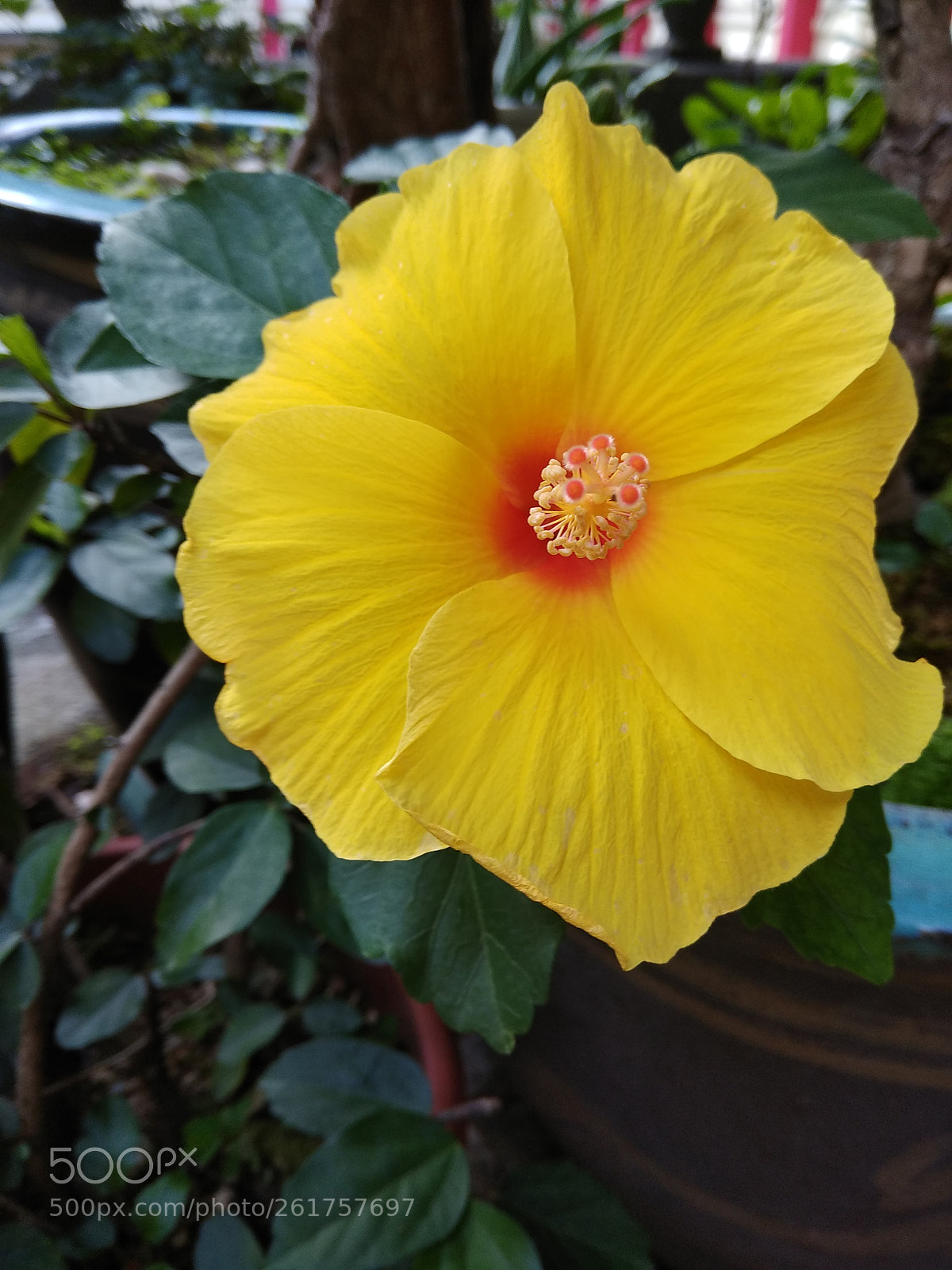 Xiaomi Redmi Note 4 sample photo. Flower blooming photography