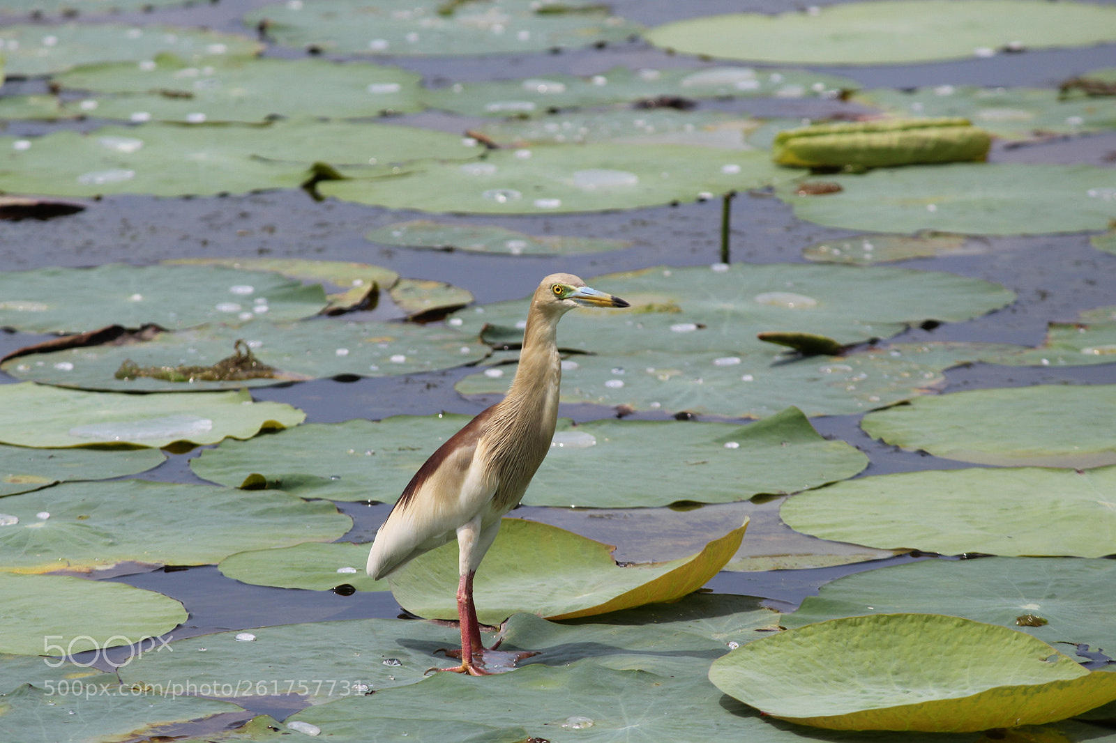 Canon EF-S 55-250mm F4-5.6 IS II sample photo. Walk on water! photography