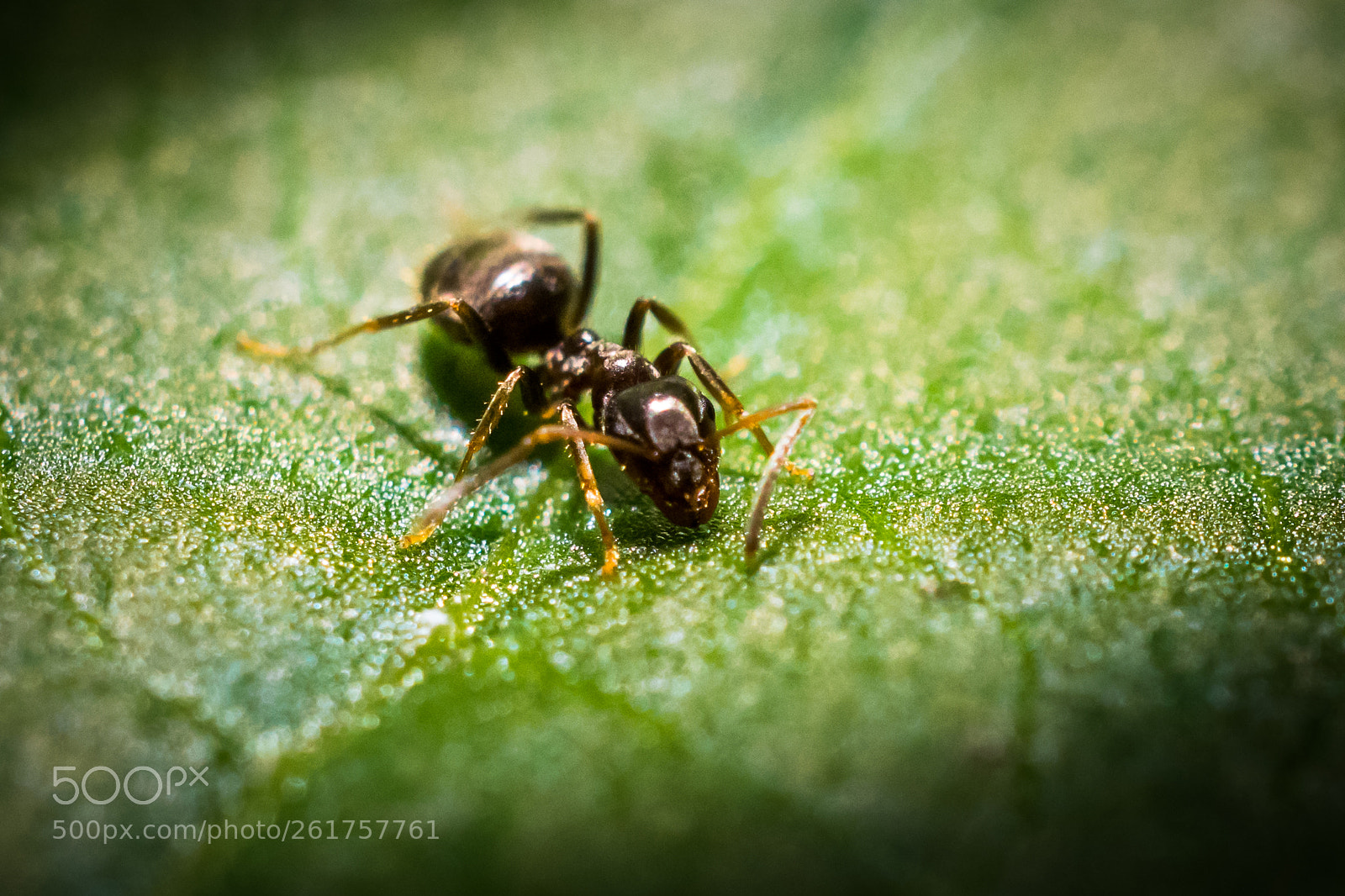 Nikon D5300 sample photo. The ant photography