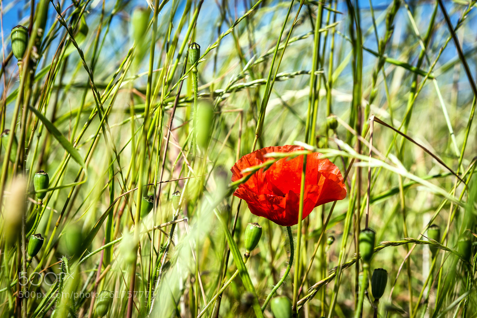 Nikon D610 sample photo. Calling for summer at photography