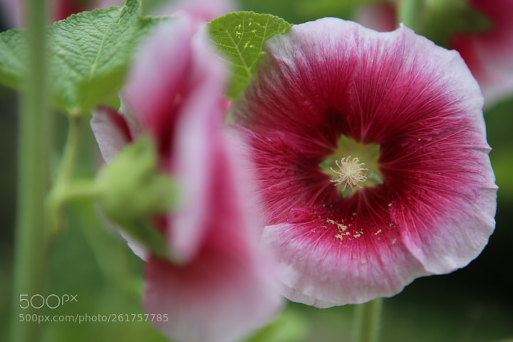 Canon EOS 6D + Canon EF 24-70mm F2.8L USM sample photo. Img photography