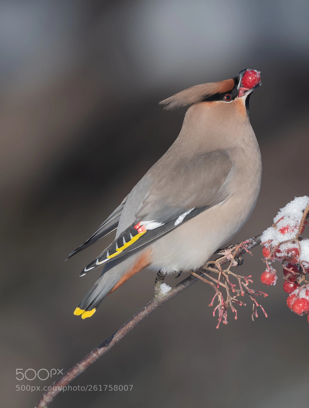Nikon D5 sample photo. Bohemian waxwing photography