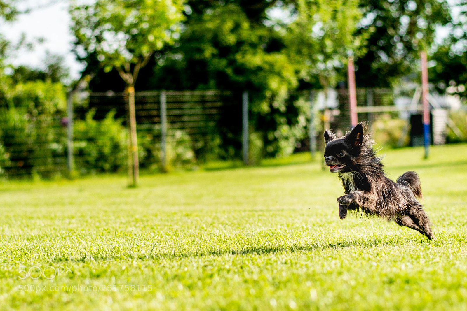 Nikon D500 sample photo. Chihuahua - sprint photography