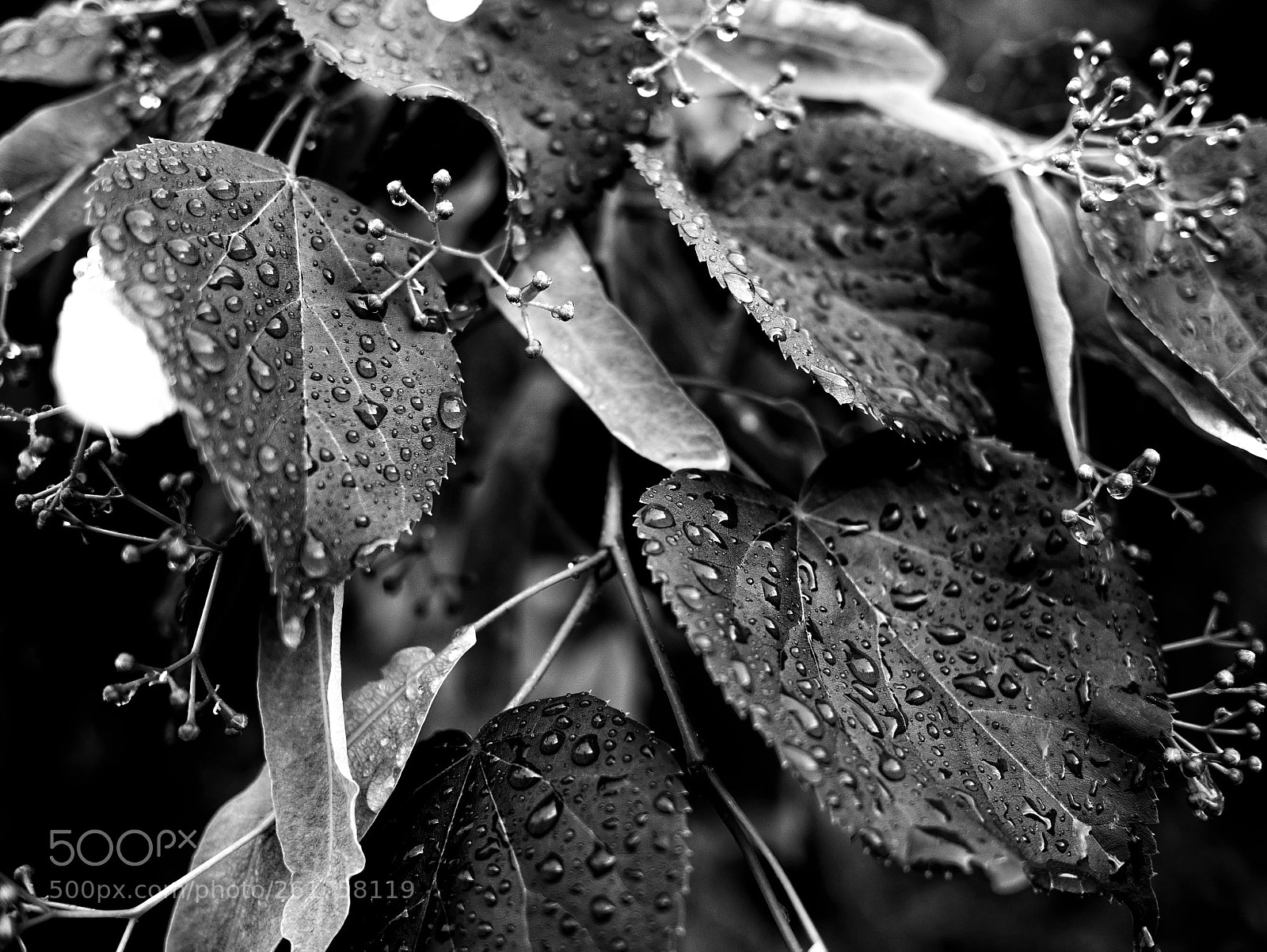 Panasonic Lumix DMC-GX7 sample photo. Untitled photography