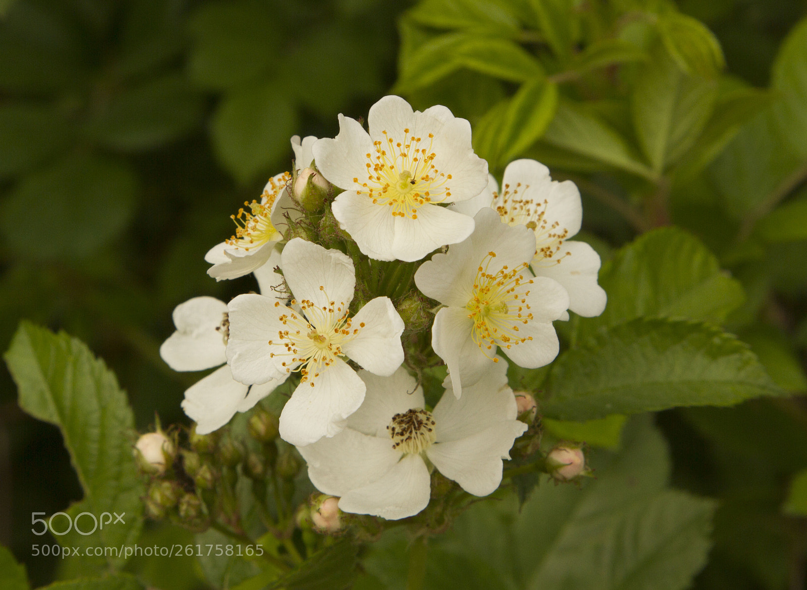 Canon EOS 7D sample photo. Blossom photography