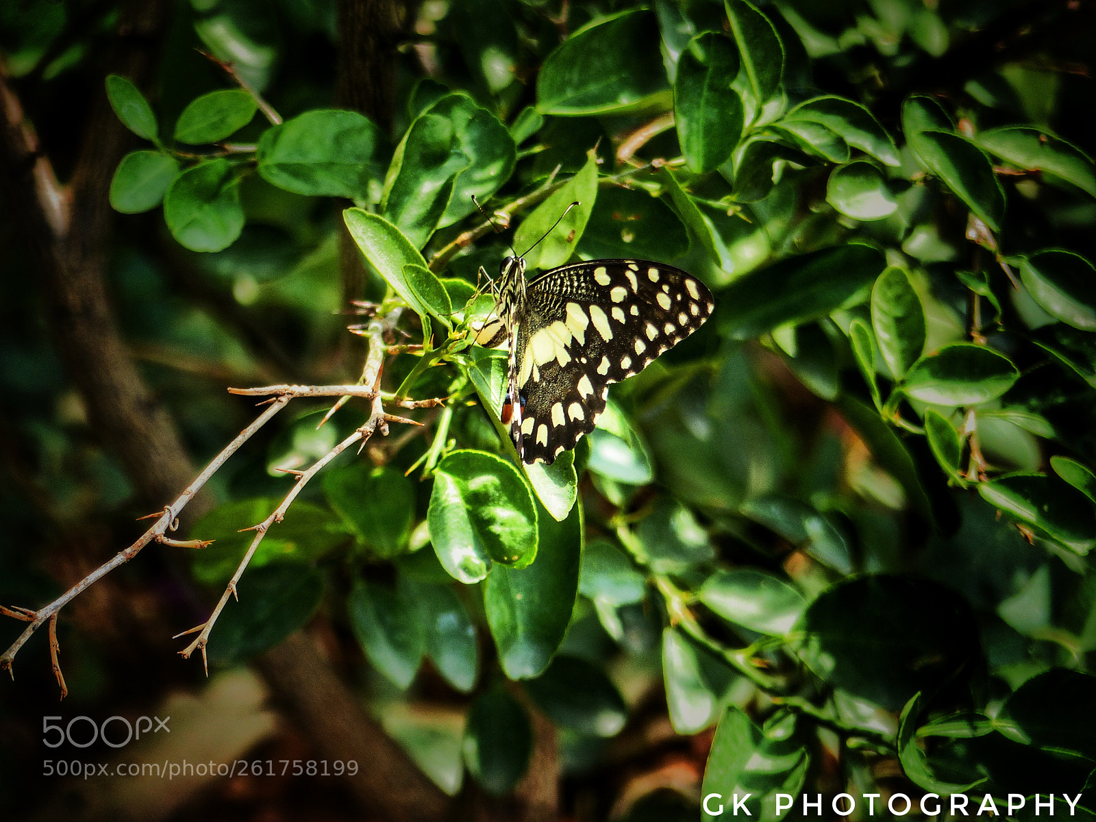Panasonic Lumix DMC-FZ200 sample photo. Butterfly photography