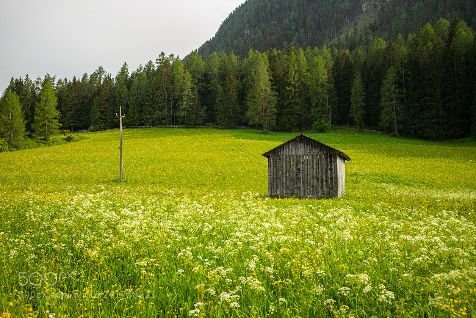 Leica M (Typ 240) sample photo. The meadow photography