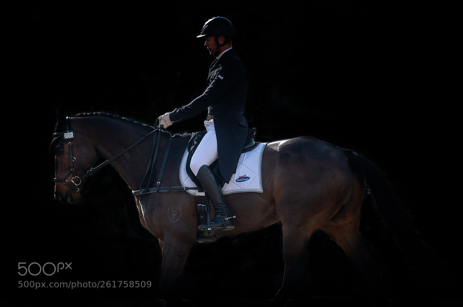 Nikon D850 sample photo. Dressage photography
