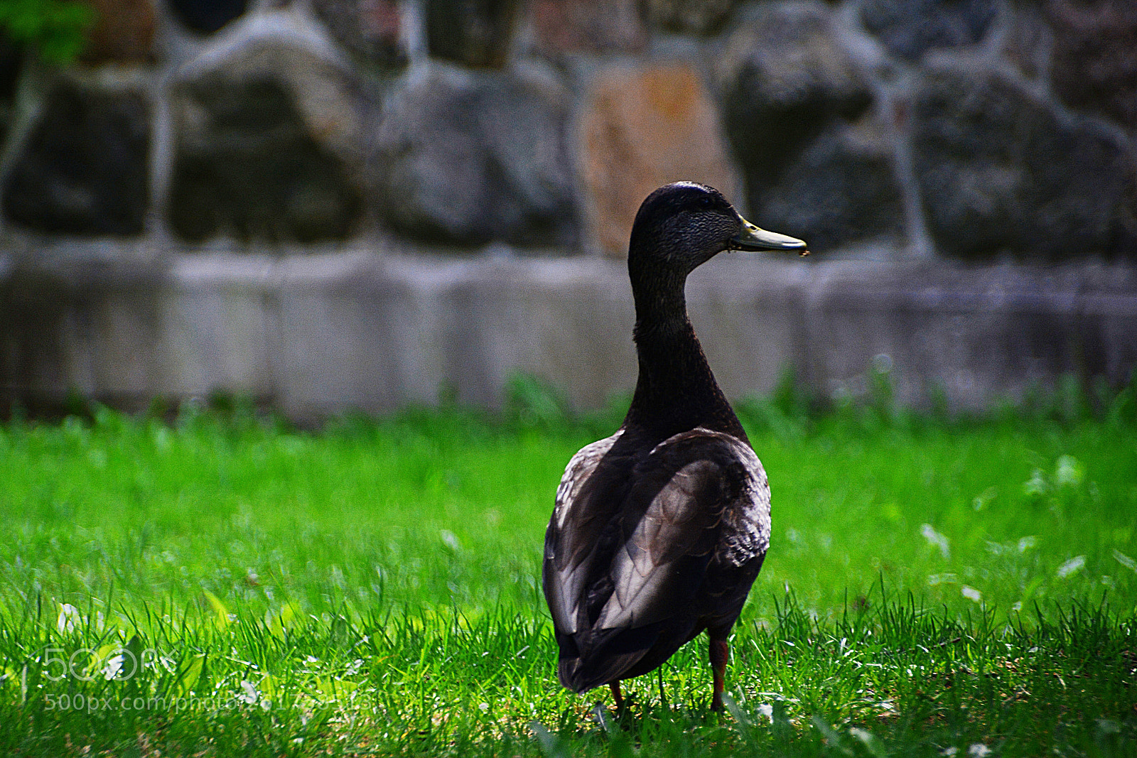 Nikon D7100 sample photo. Songeur? photography