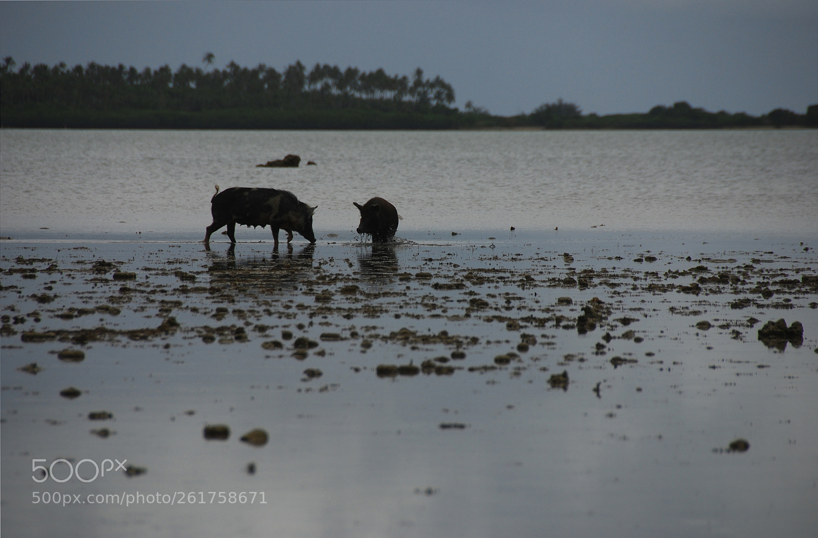 Nikon D80 sample photo. Water pigs.  tonga. photography
