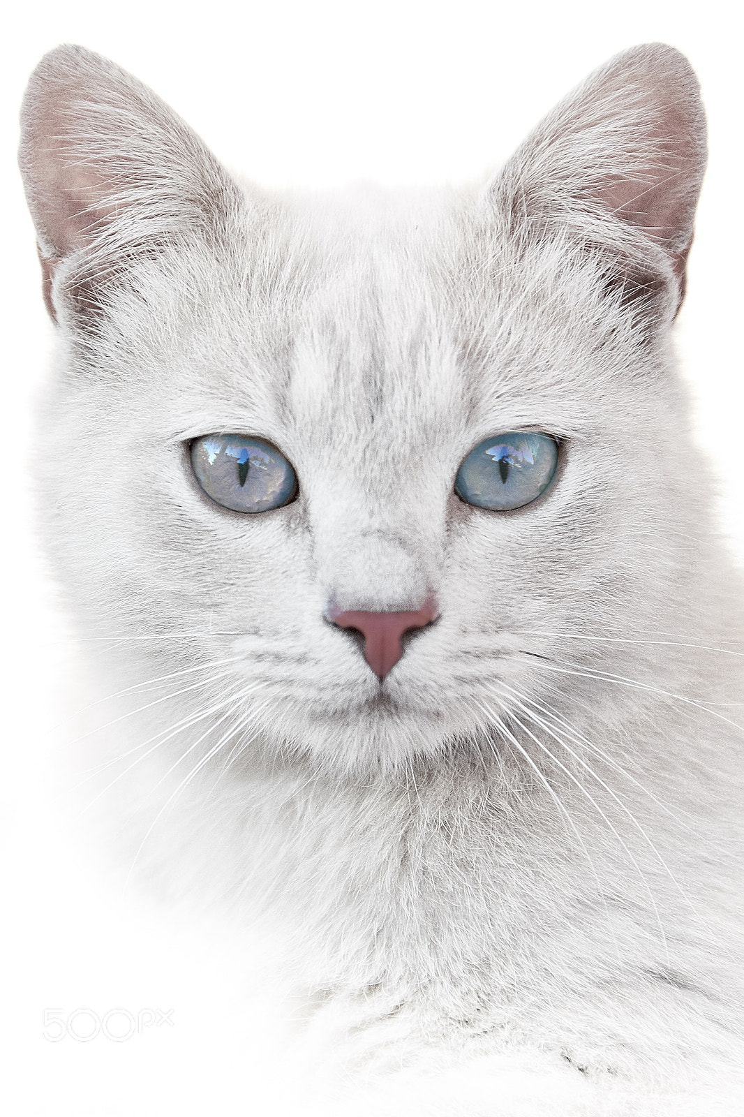 Nikon D5100 sample photo. Portrait of a kitten photography