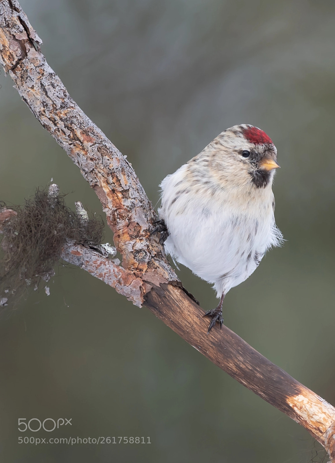 Nikon D5 sample photo. Redpoll photography