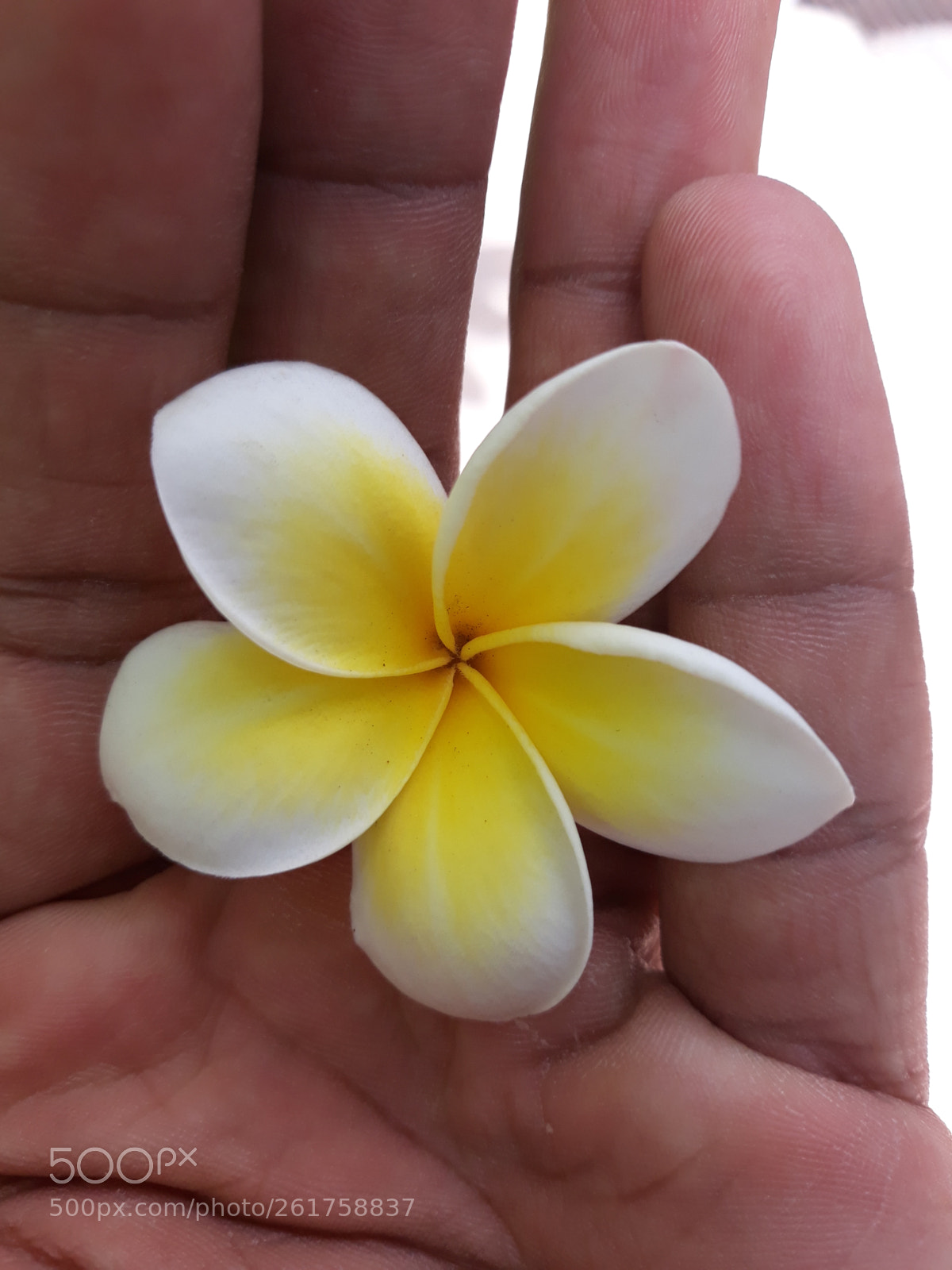 Samsung Galaxy J7 Pro sample photo. Flower photography
