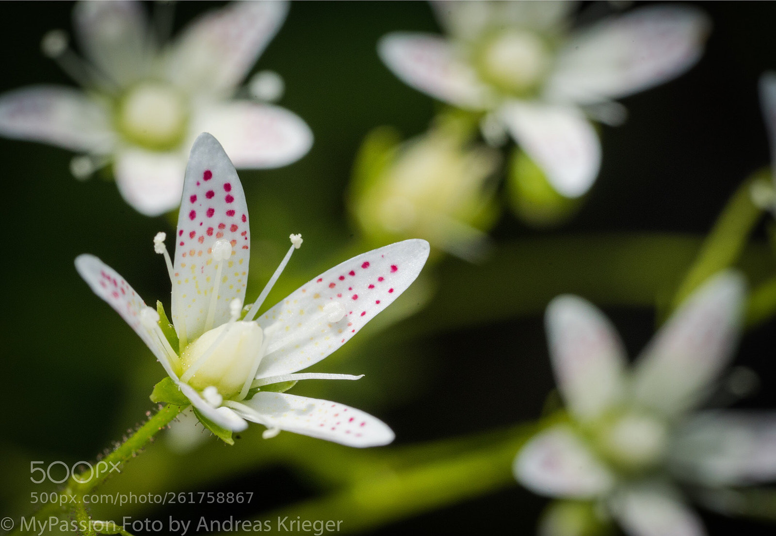 Sony a7 II sample photo. A wonder in detail photography