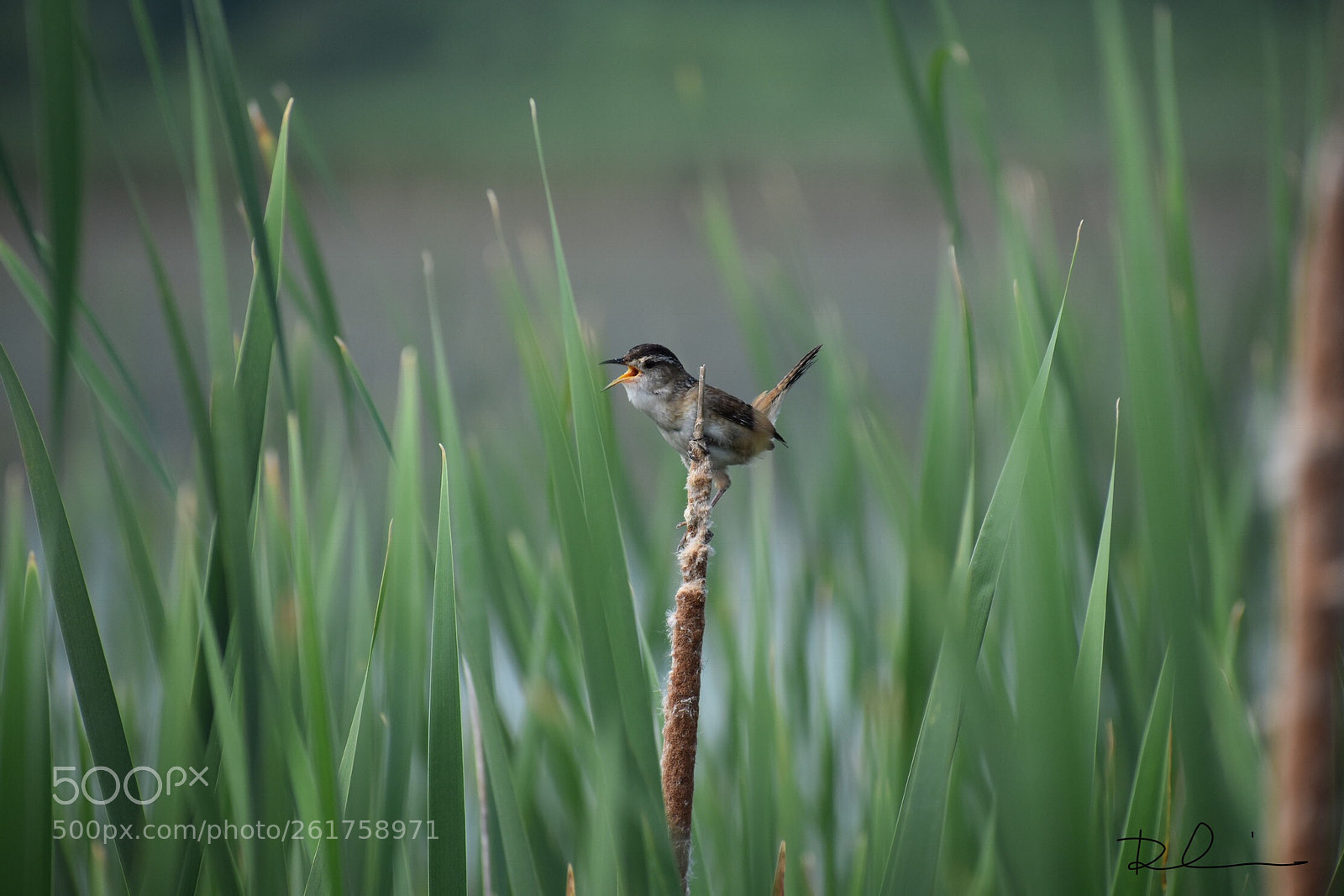 Nikon D3400 sample photo. Marsh wren  photography