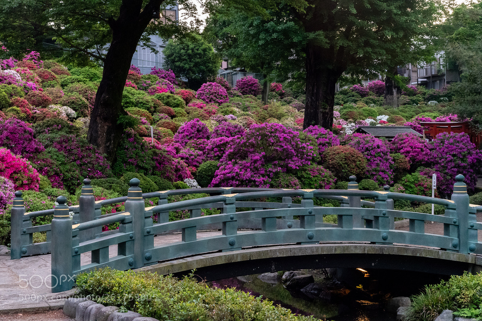 Sony a7R III sample photo. Bridge and azaleas at photography