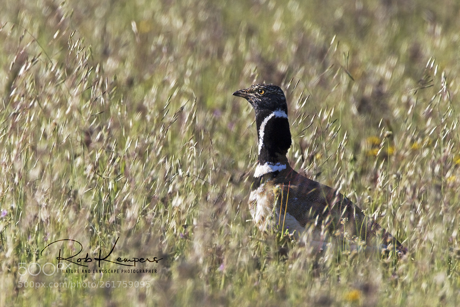 Canon EOS-1D Mark IV sample photo. Little bustard photography