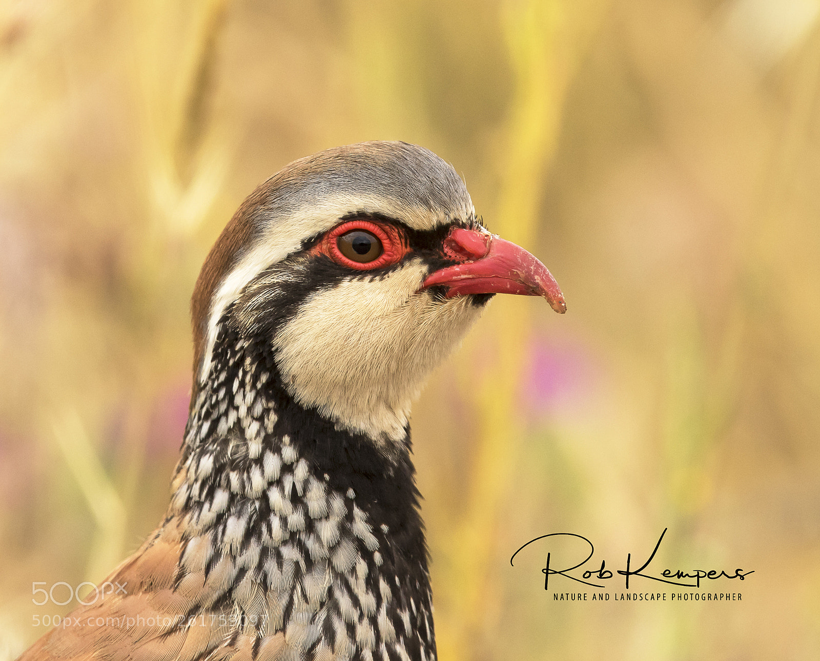 Canon EOS 7D Mark II sample photo. Red-legged partridge photography