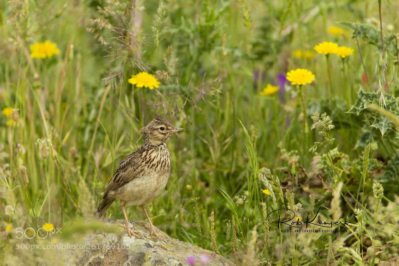 Canon EOS-1D X sample photo. Eurasian  skylark photography