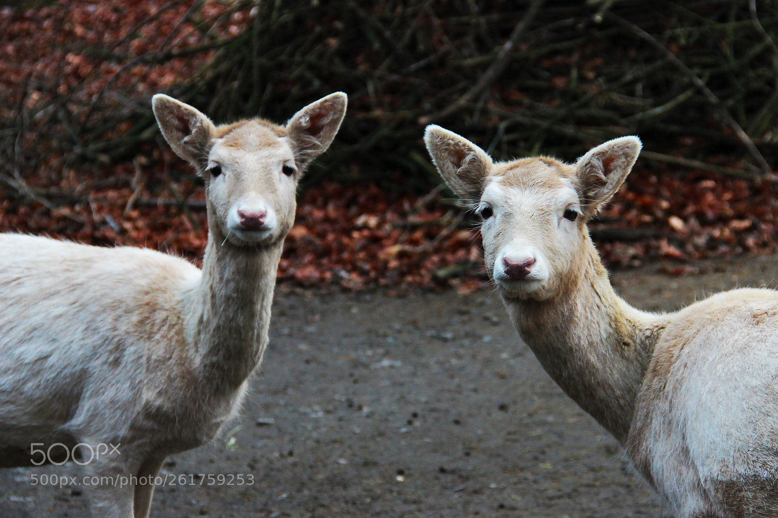 Canon EOS 600D (Rebel EOS T3i / EOS Kiss X5) sample photo. The double photography