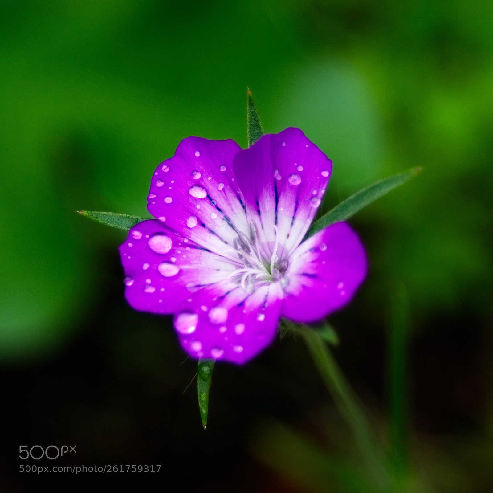 Sony SLT-A77 sample photo. Raindrops photography