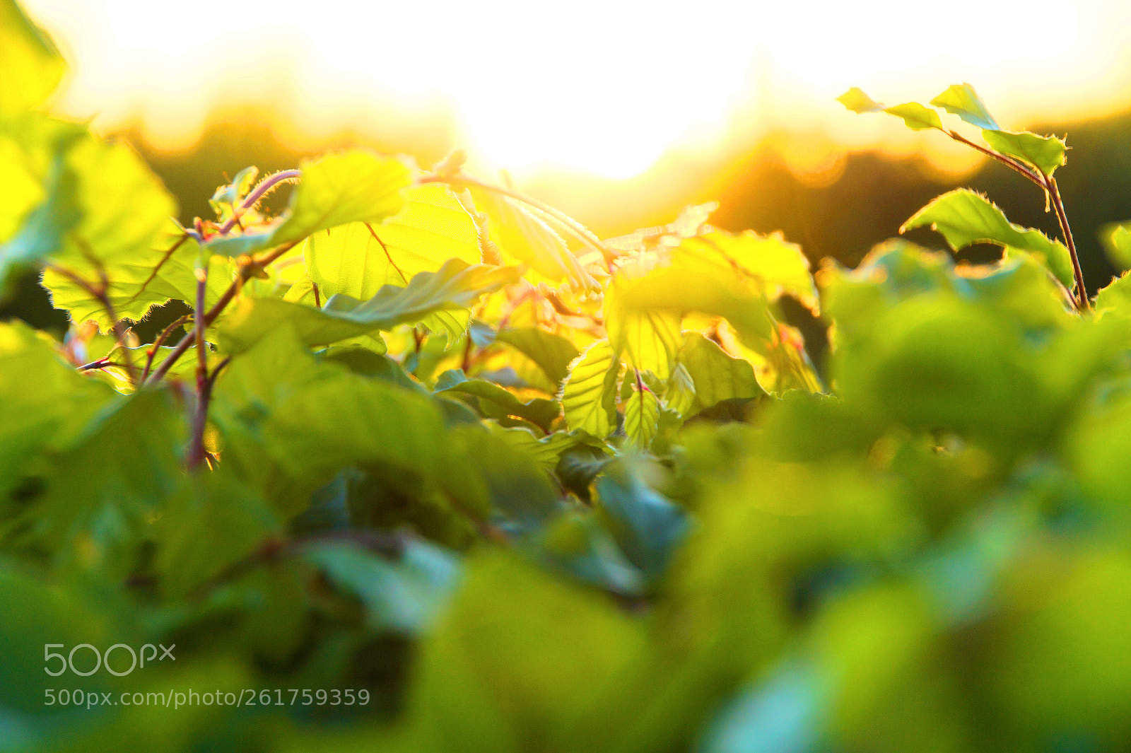 Sony SLT-A58 sample photo. Loving nature photography