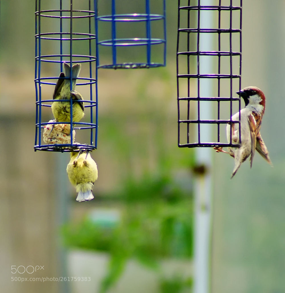 Sony Alpha DSLR-A330 sample photo. Caged bird? photography